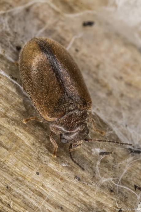 Cyphon laevipennis  (familie moerasvlokevers)