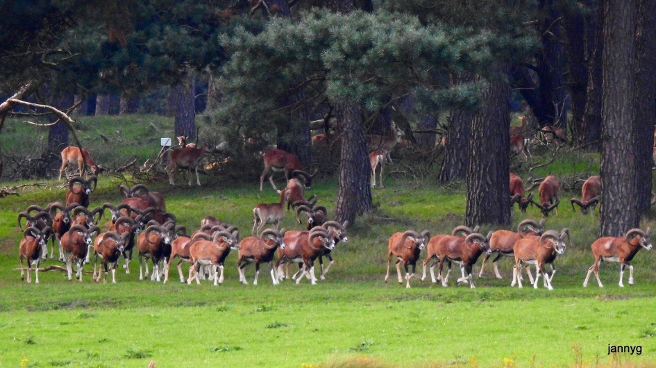 Daar komen de schutters - Zoogdieren - 
