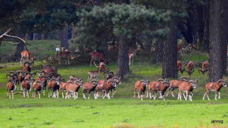 Daar komen de schutters