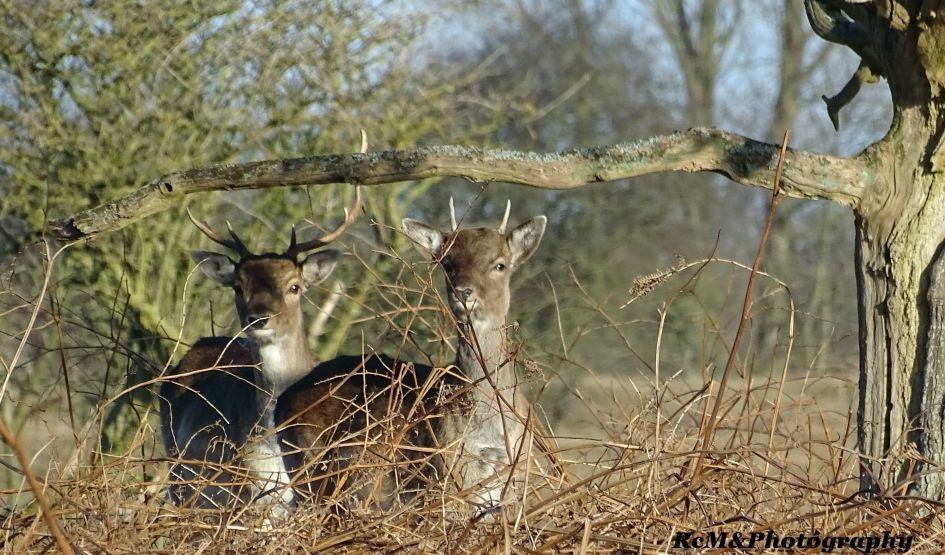 Damhert. - Zoogdieren - Damhert.