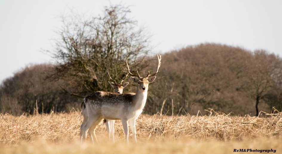 Damhert. - Zoogdieren - Damhert.