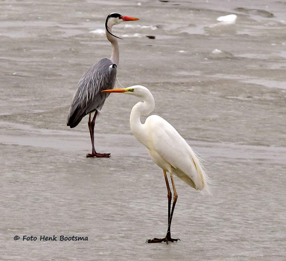 De Blauwe en Zilverreiger - Vogels - Blauwe en Zilverreiger