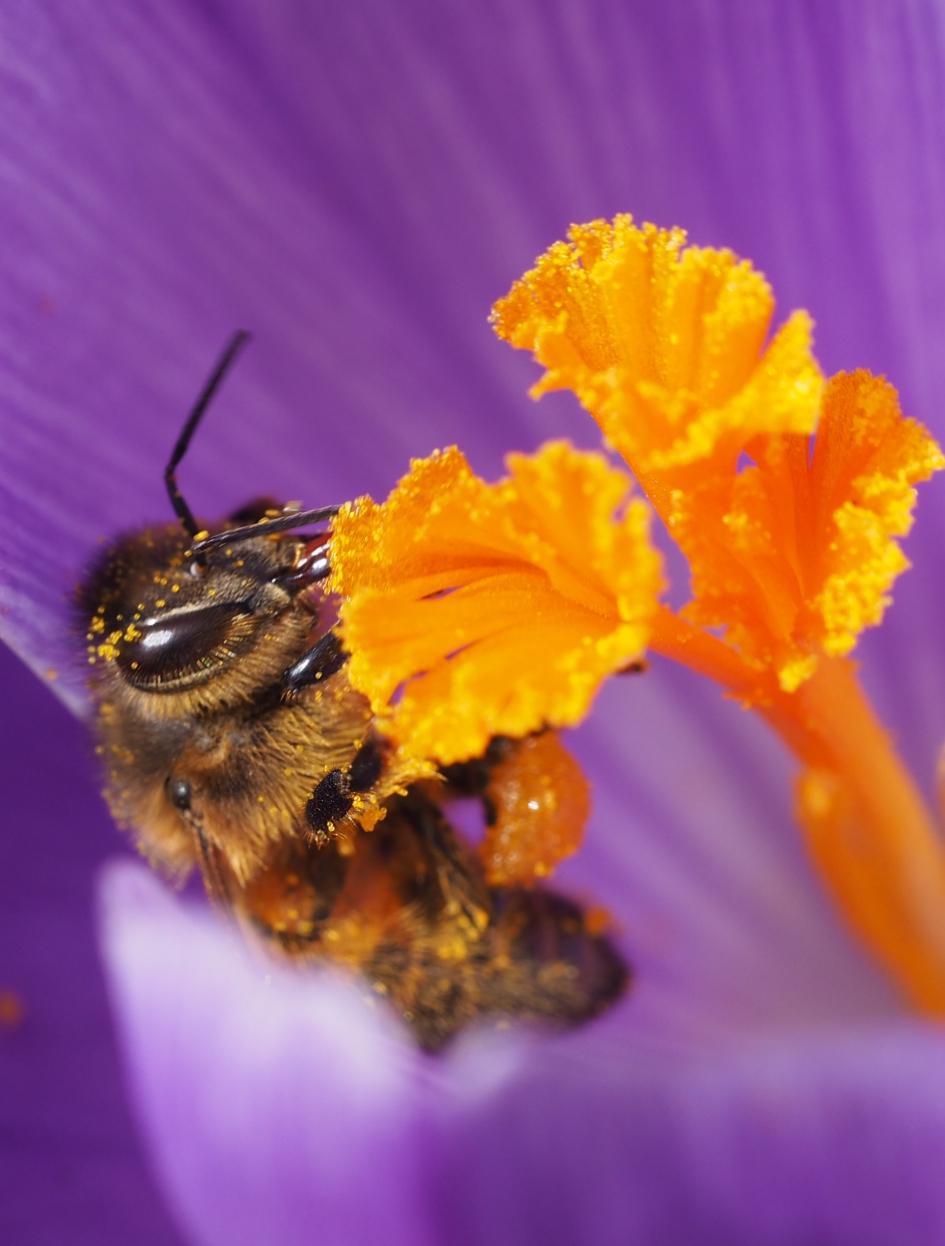 De eerste bijen - Geleedpotigen - 
