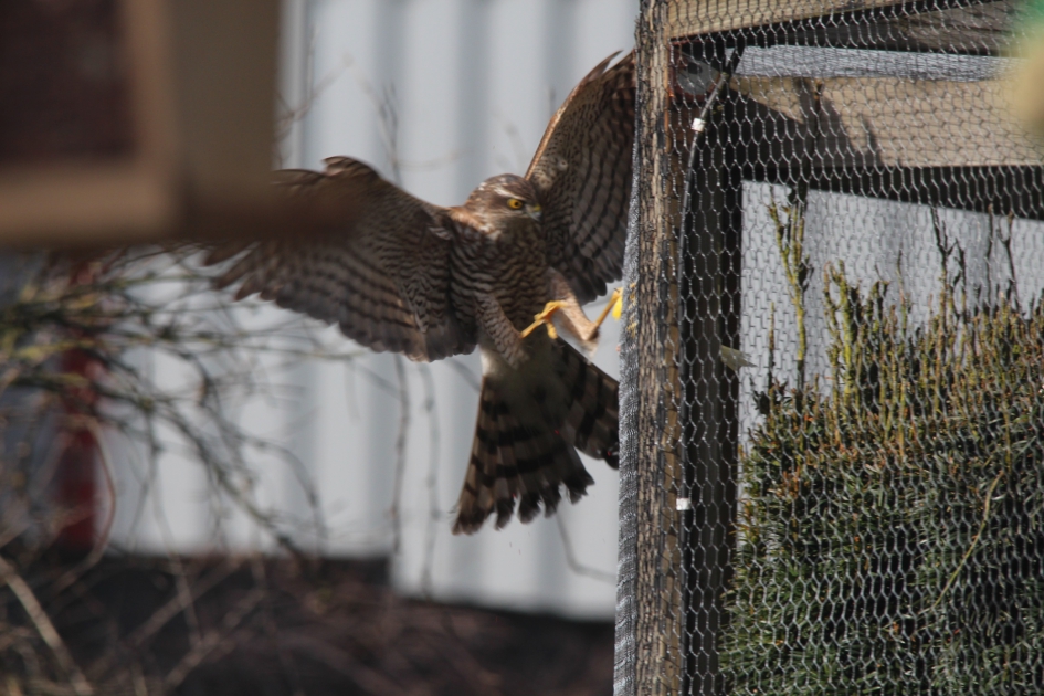De natuur is wreed. - Vogels - Sperwer