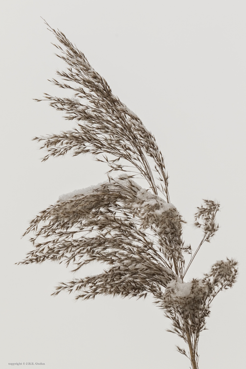 De Raam 2 - Planten - Riet