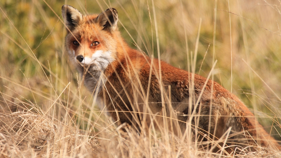 De Vos - Zoogdieren - Vos