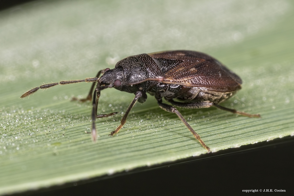 Dennennaaldboomwants (Gastrodes grossipes) - Geleedpotigen - Dennennaaldboomwants
