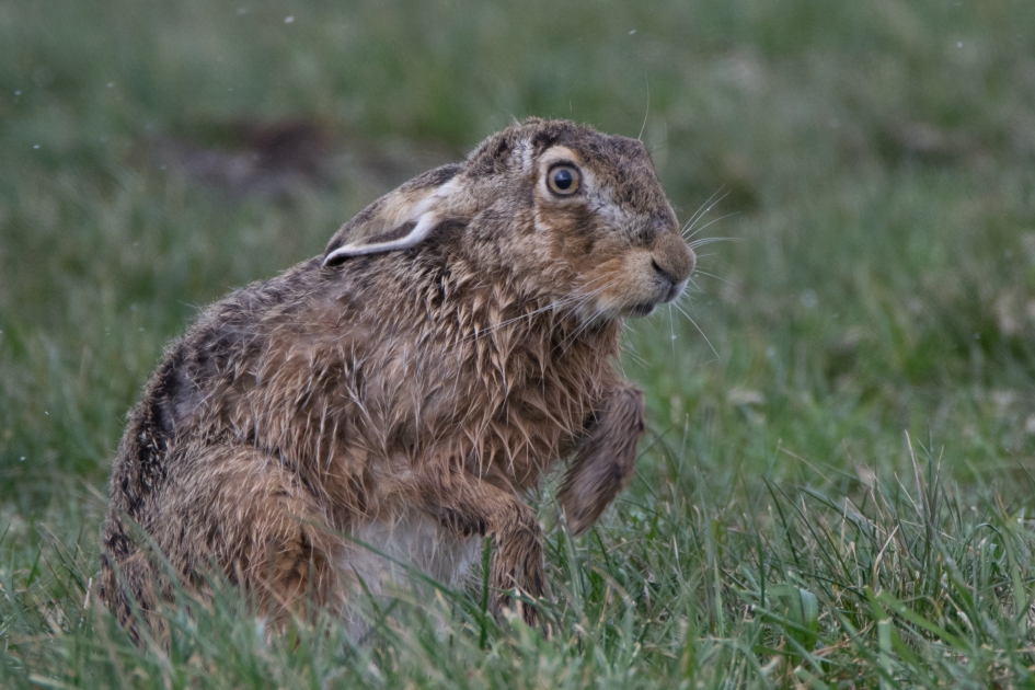 Deze haas ziet er niet blij uit. Het was gisteren dan ook ook best nat en koud.. - Zoogdieren - haas