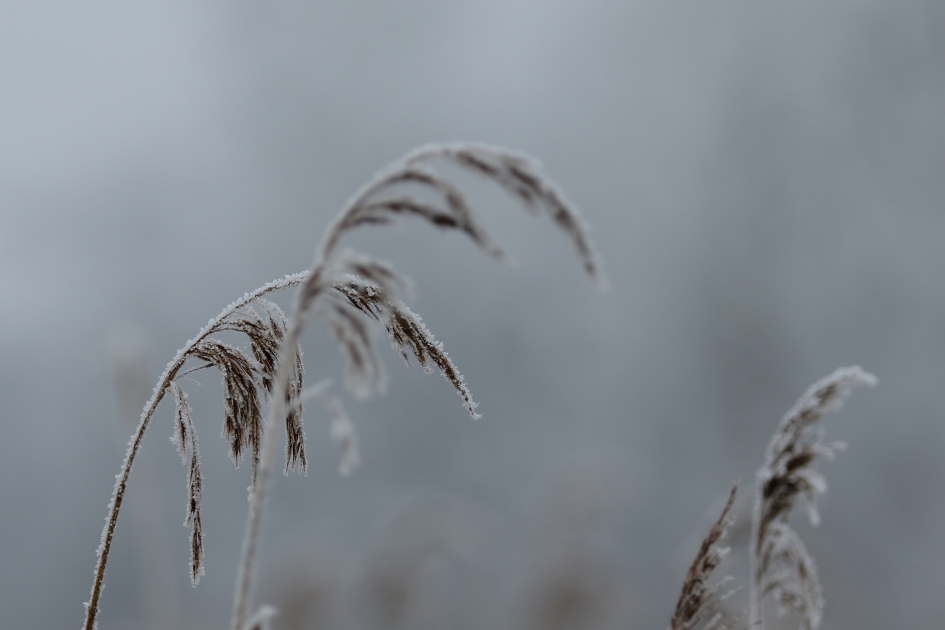 diepe buiging - Planten - 