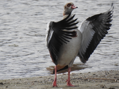 Dirigerende nijlgans