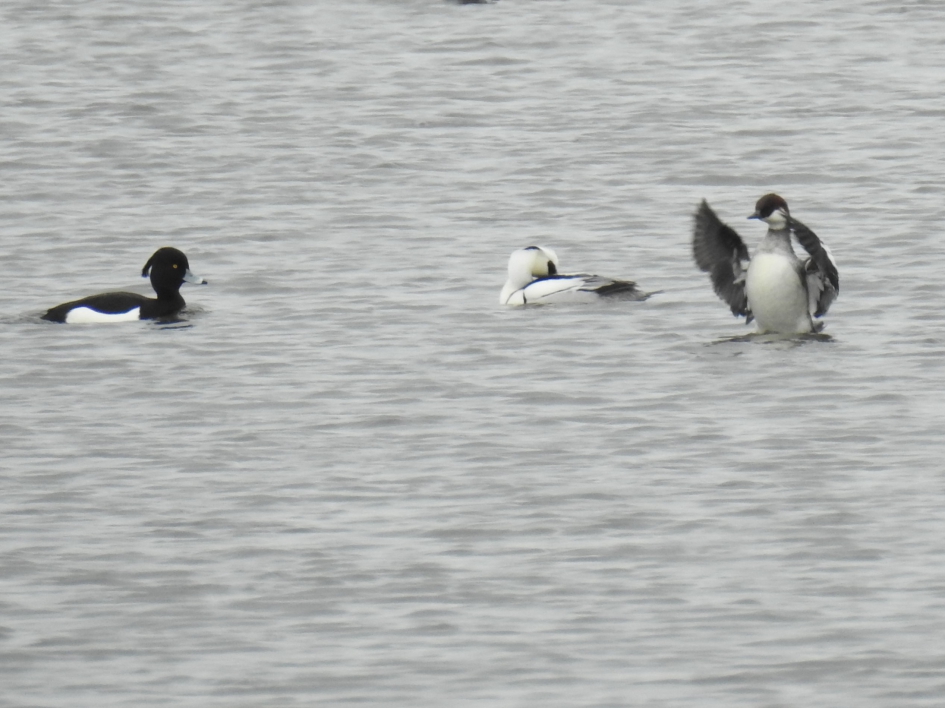 Dirigerende non - Vogels - Nonnetjes