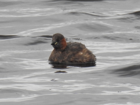 Dodaarsje in de Engbertdijksvenen