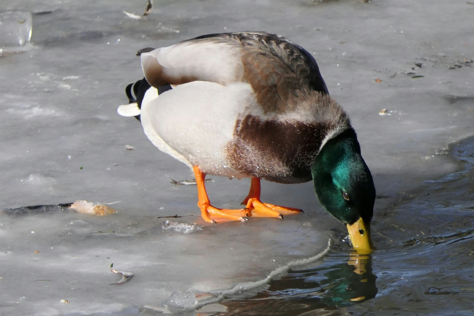Dorstig. - Vogels - Wilde eend