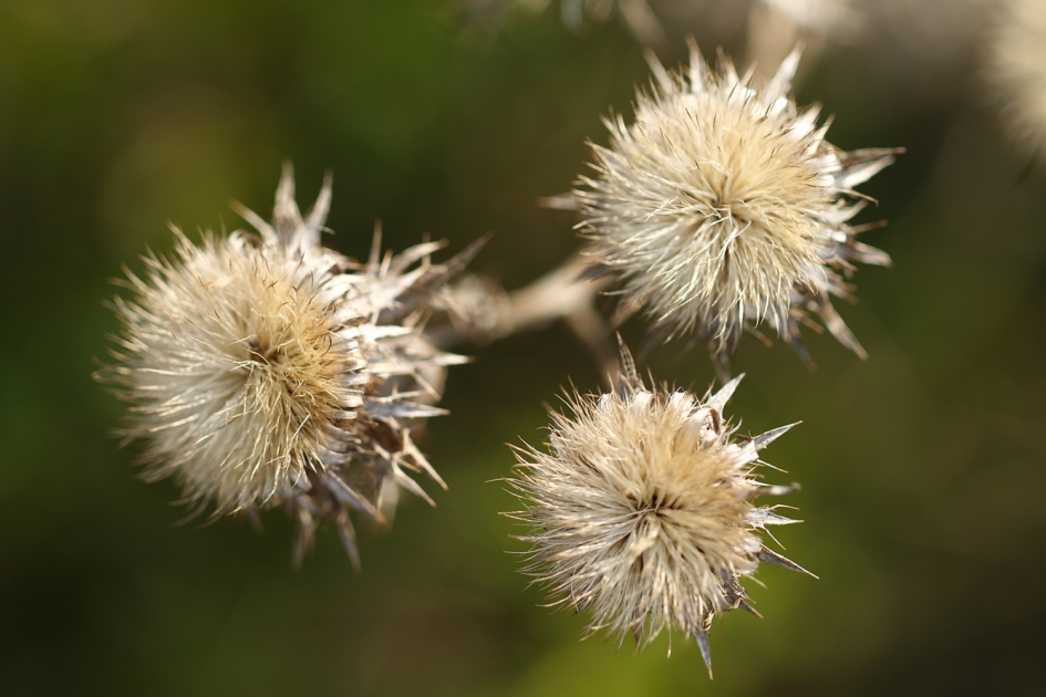 driedistel - Planten - 