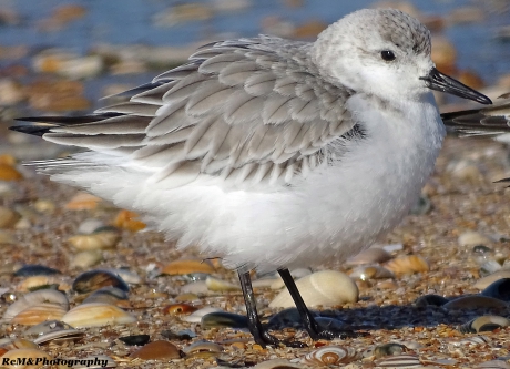 Drieteenstrandloper.