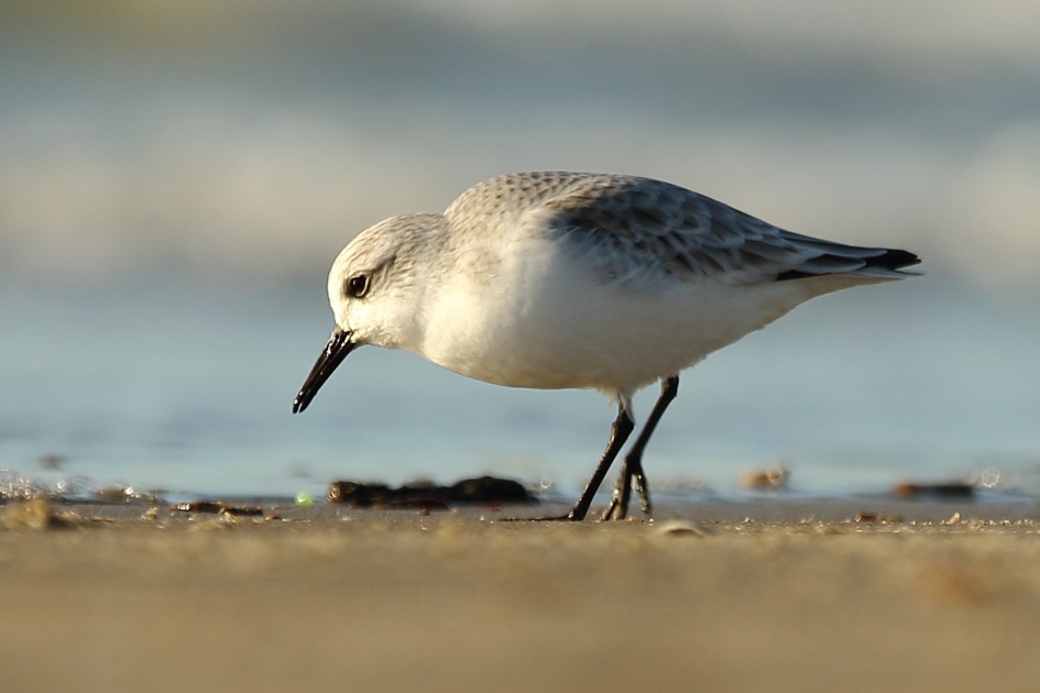 drieteenstrandloper - Vogels - 