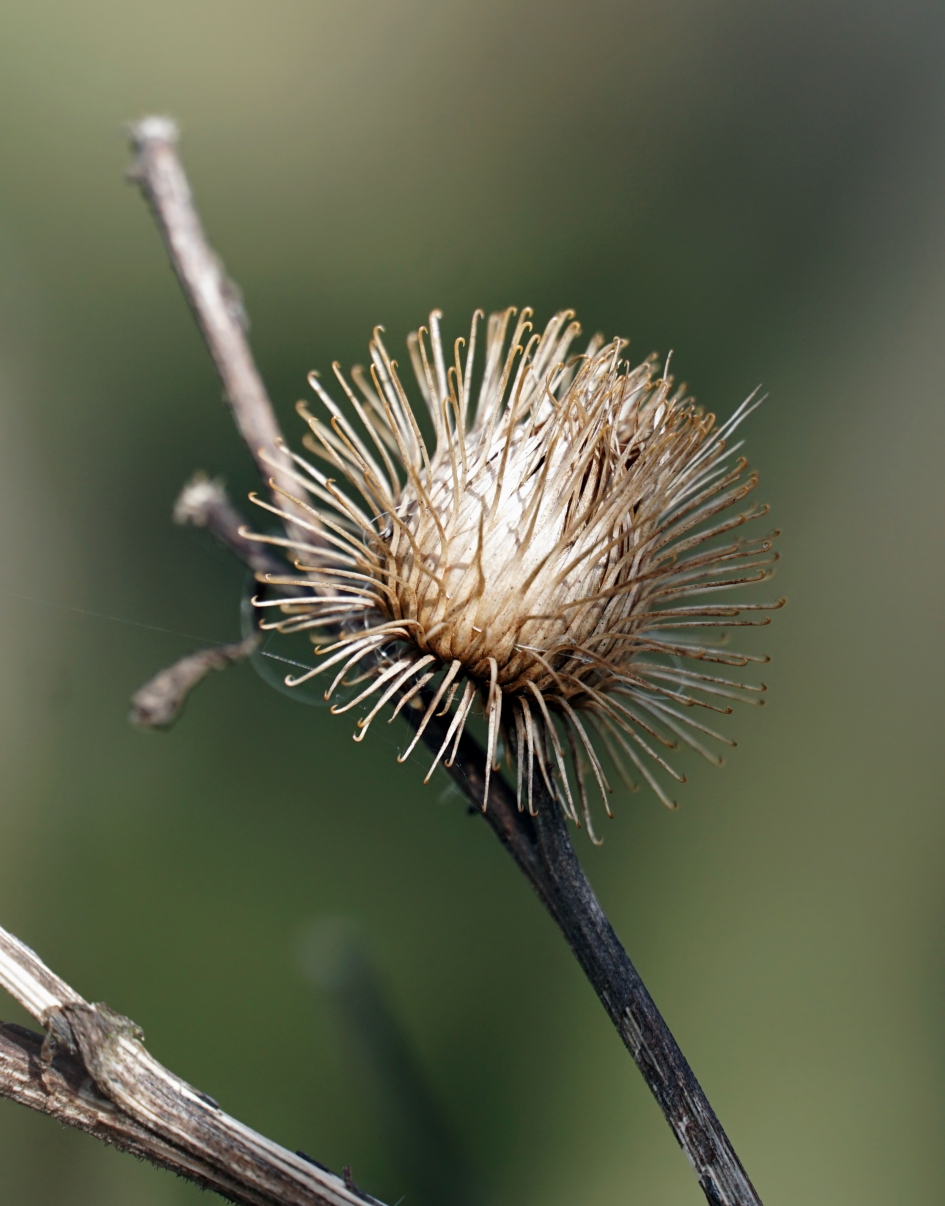 Droge distel - Planten - 