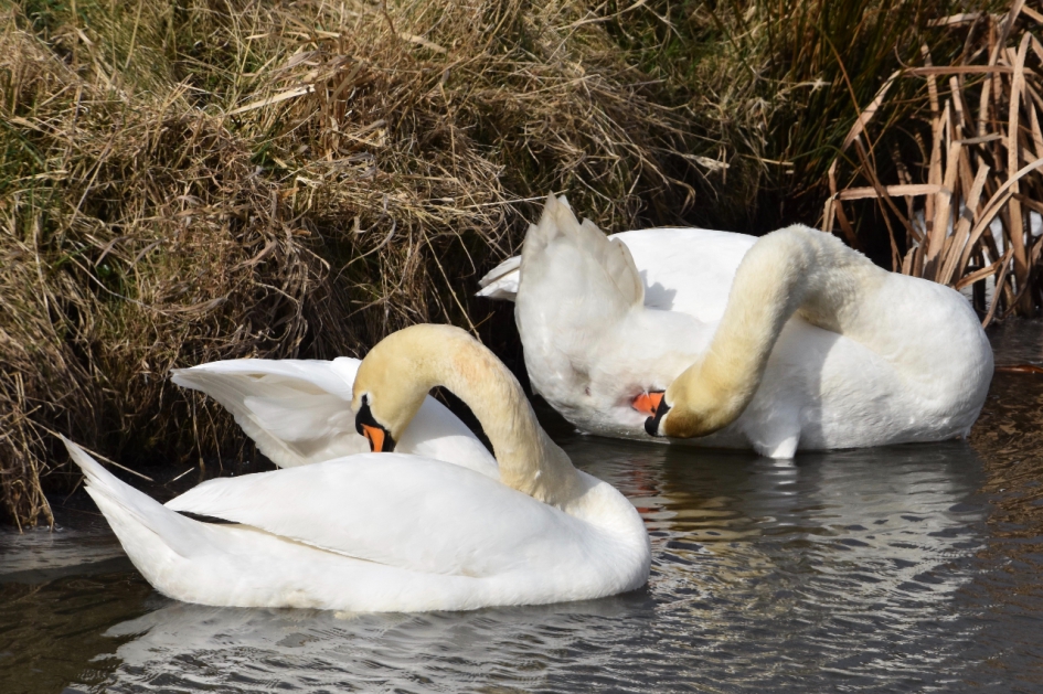 Druk met poetsen - Vogels - 