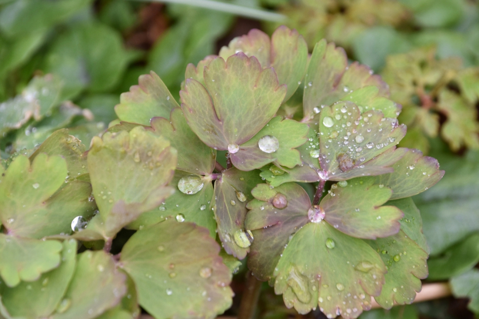 Druppels op de akelei - Planten - 