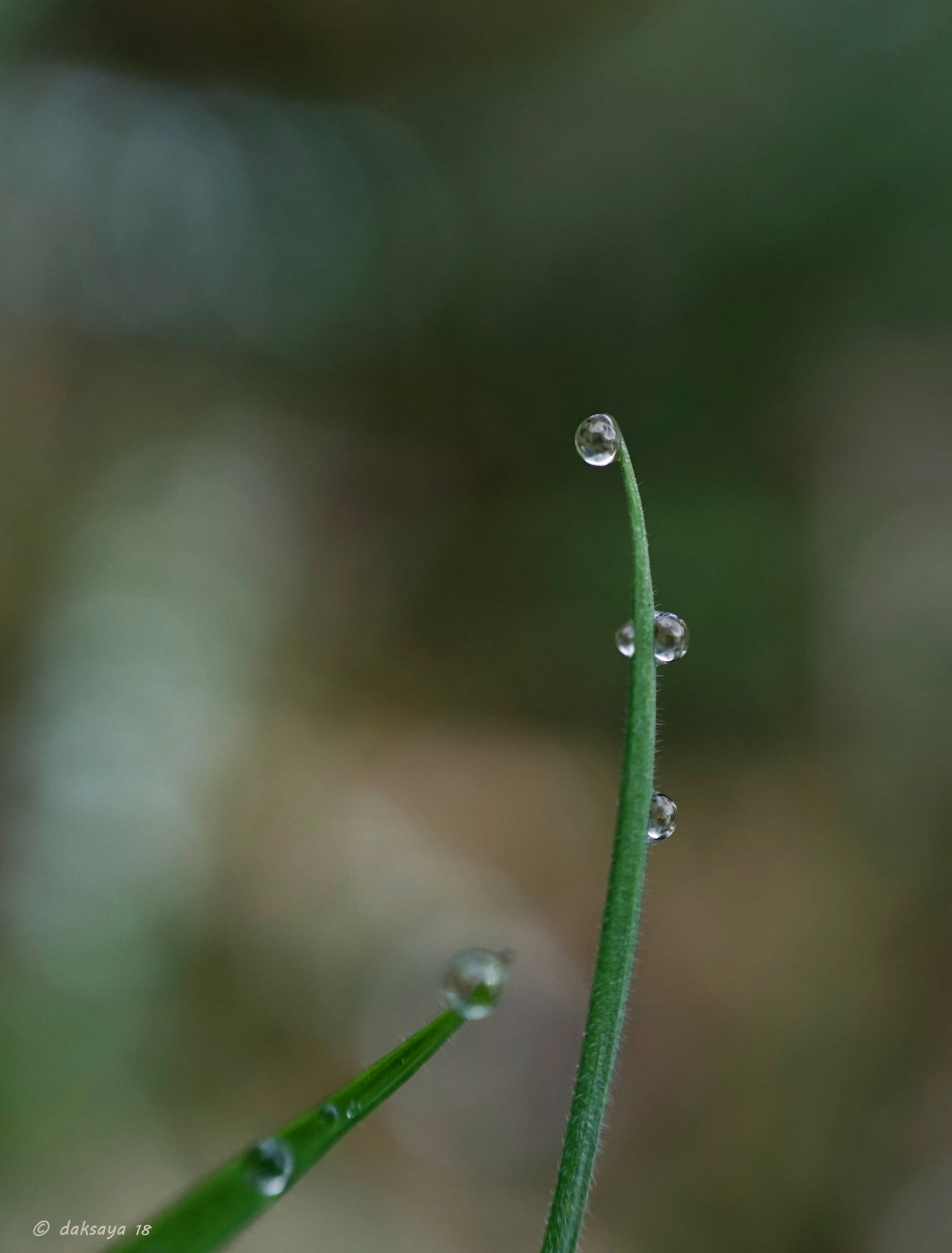 Druppels op gras - Weer en landschap - 