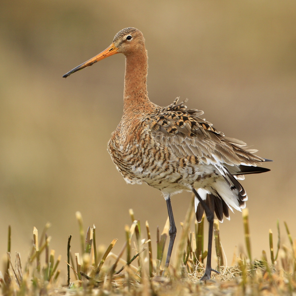 Dutch pride - Vogels - Grutto