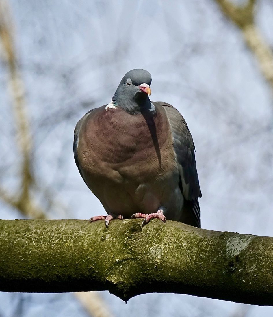 Duttende duif - Vogels - Houtduif