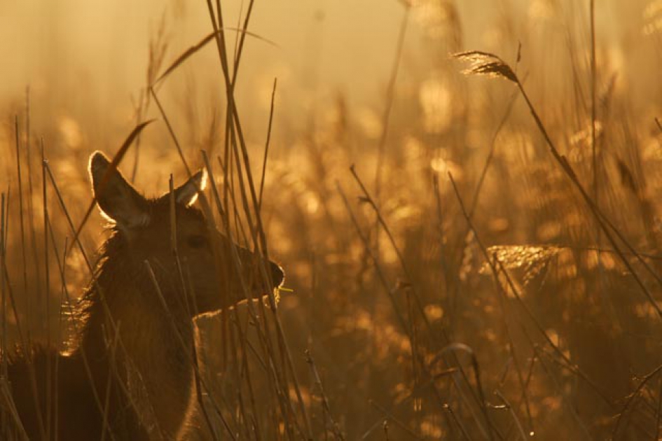Edelhert tijdens de zonsopkomst in het rietmoeras - Zoogdieren - Edelhert
