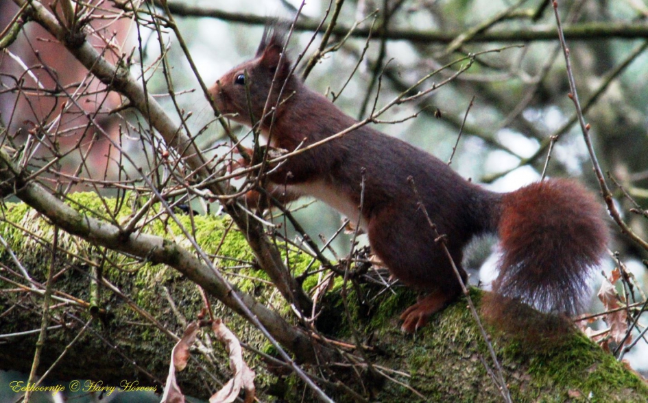 eekhoorntje - Zoogdieren - 
