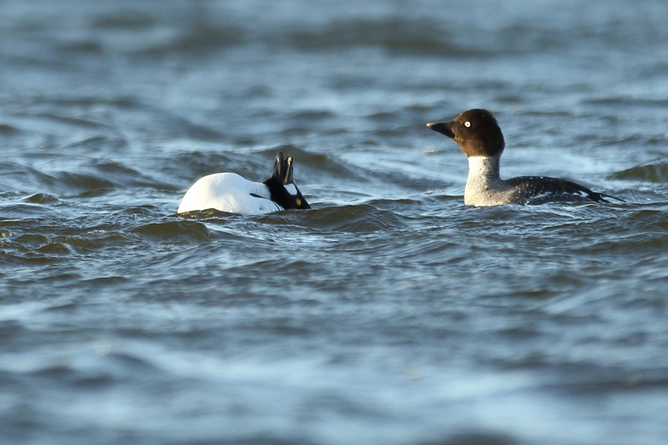 een echte ''uitslover'' - Vogels - 