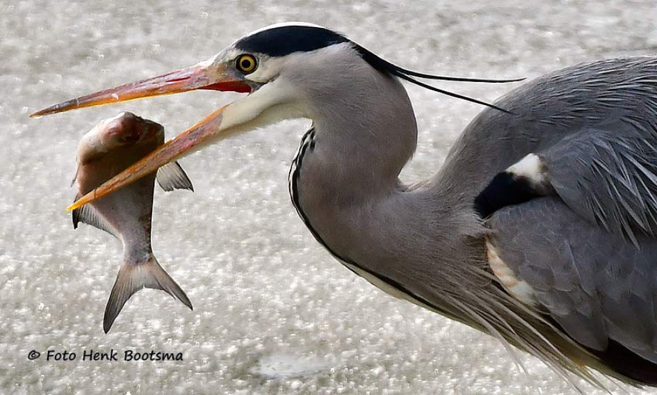 Een lekker maaltje - Vogels - Blauwe Reiger.