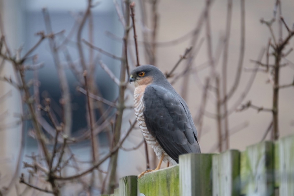 Een sperwer in de tuin - Vogels - sperwer