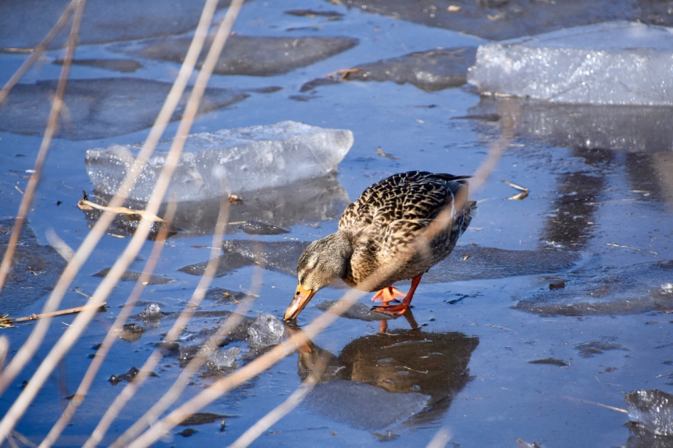 Eend op het ijs - Vogels - 