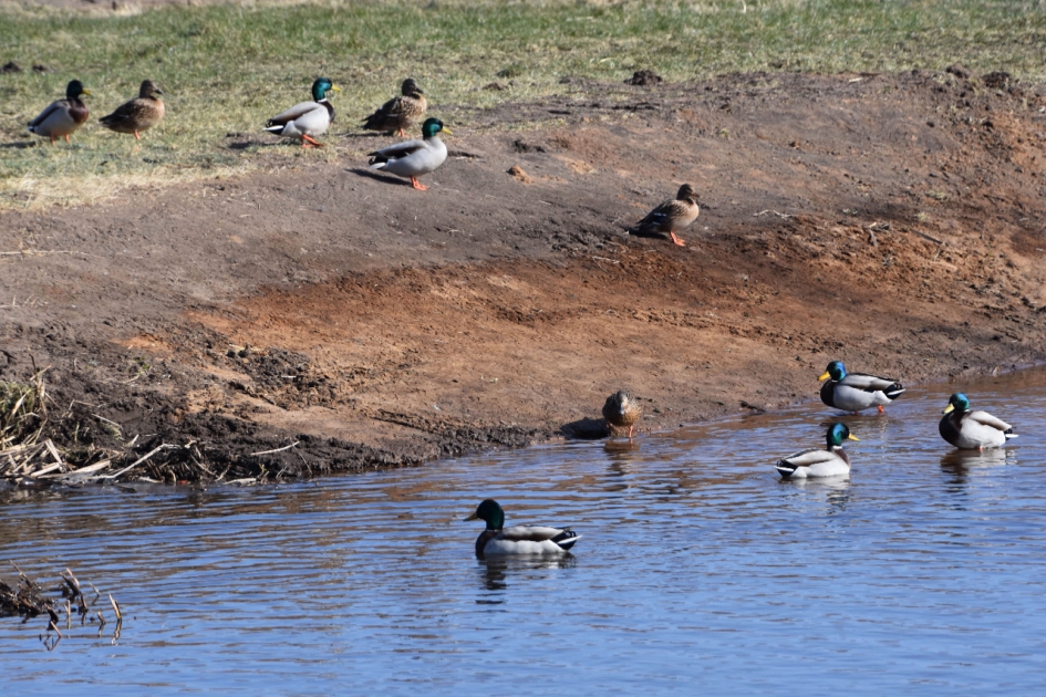Eenden in het land - Vogels - 