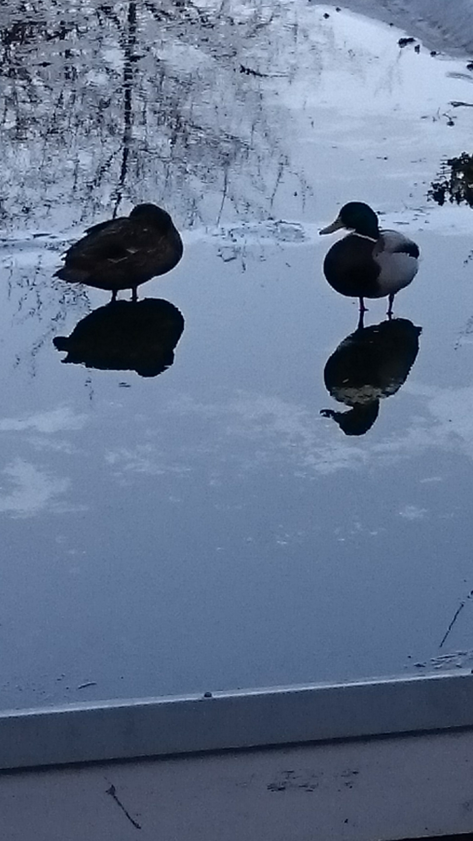 Eenden paar - Vogels - 