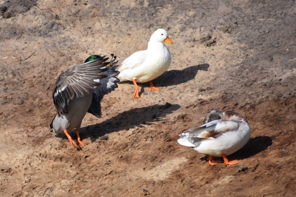 “Dirigeren” - Vogels - 