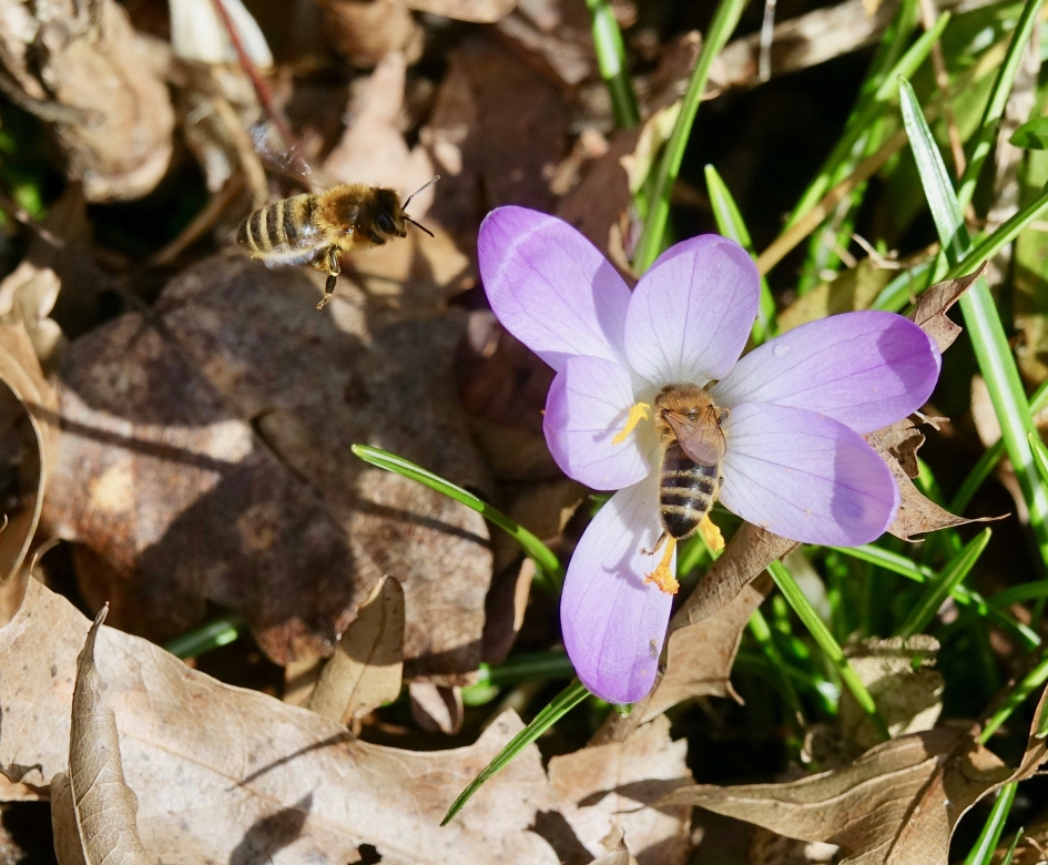 Eerstelingen - Geleedpotigen - Honingbij