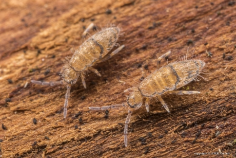 Entomobrya corticalis