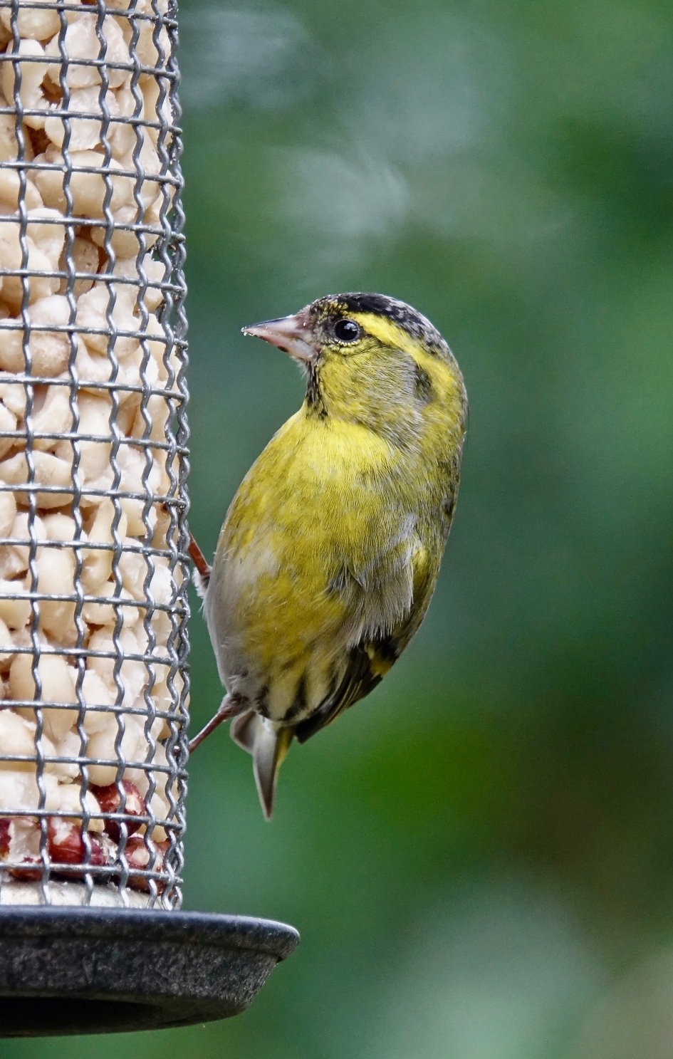 Etende man - Vogels - Sijs