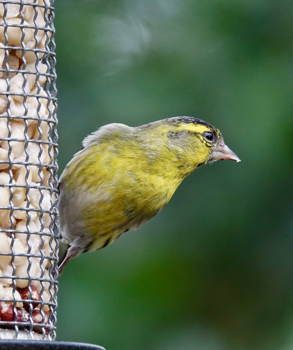Etende man - Vogels - Sijs