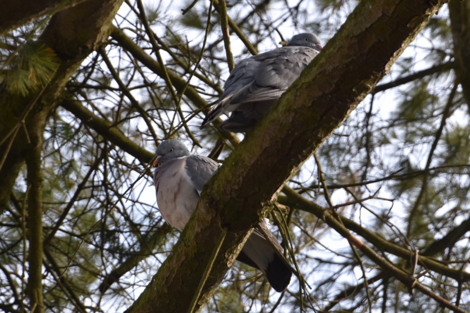 Even rust - Vogels - 