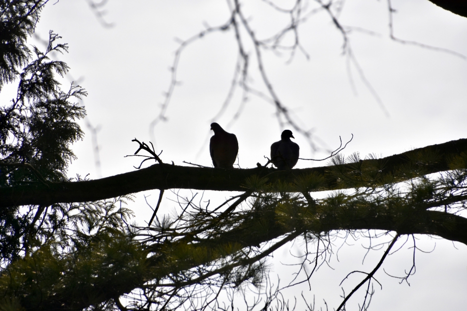 Even rust - Vogels - 