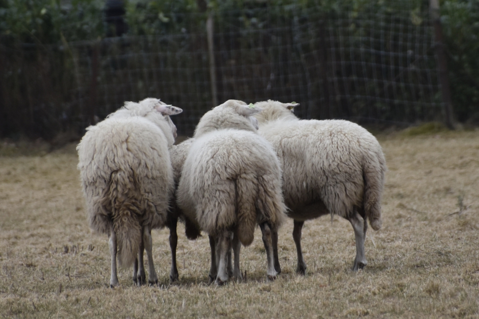 Even wachten - Zoogdieren - 