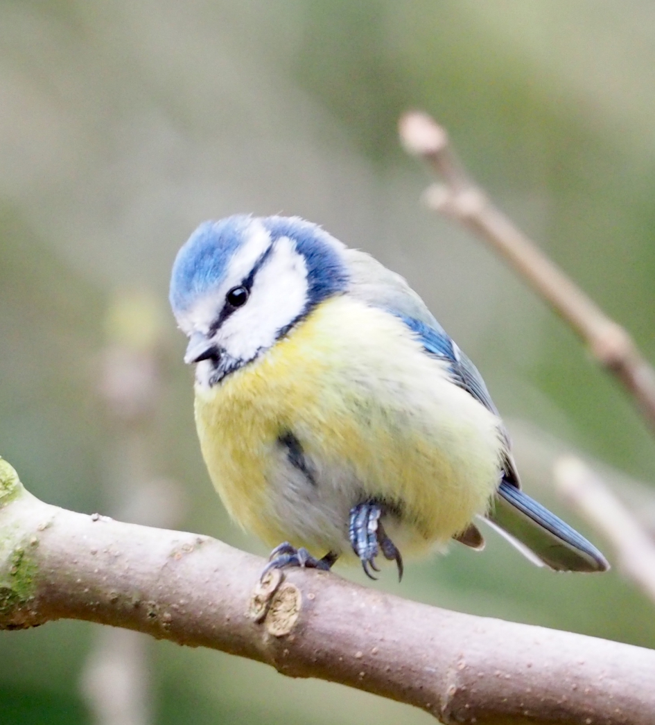 Evenwicht - Vogels - 