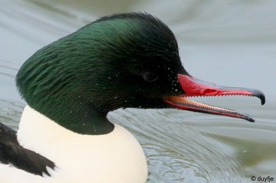Figuurzaag - Vogels - Zaagbek mannetje