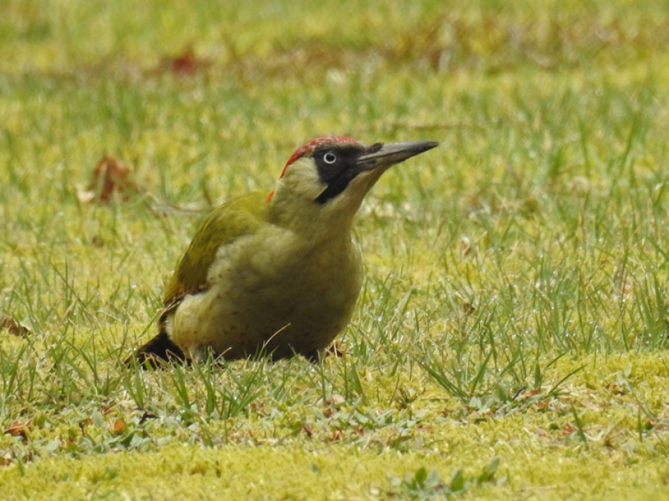 Foeragerende groene specht - Vogels - Groene specht