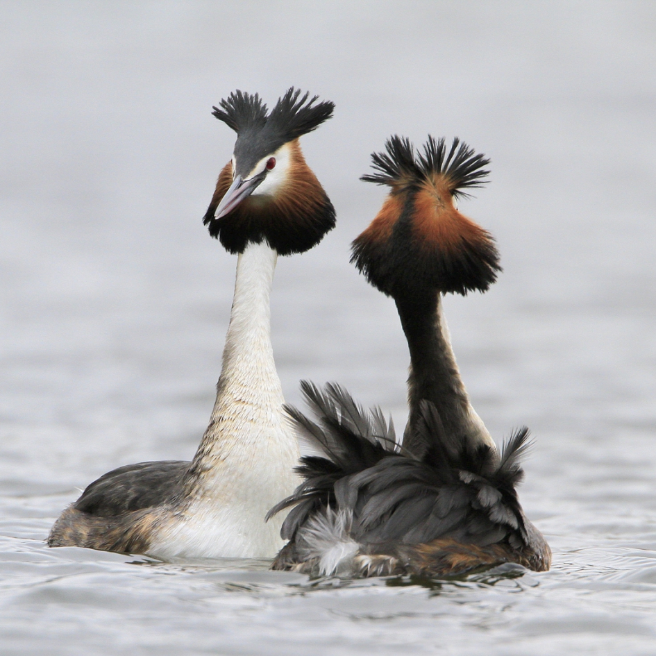 Futenbalts - Vogels - Fuut