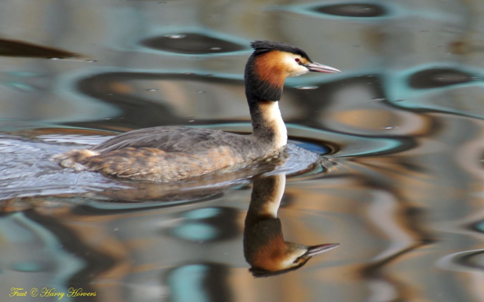 Fuut - Vogels - Fuut