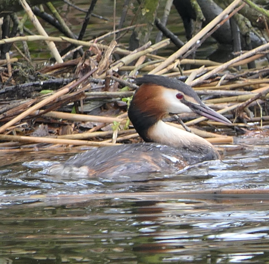 Fuut - Vogels - Fuut