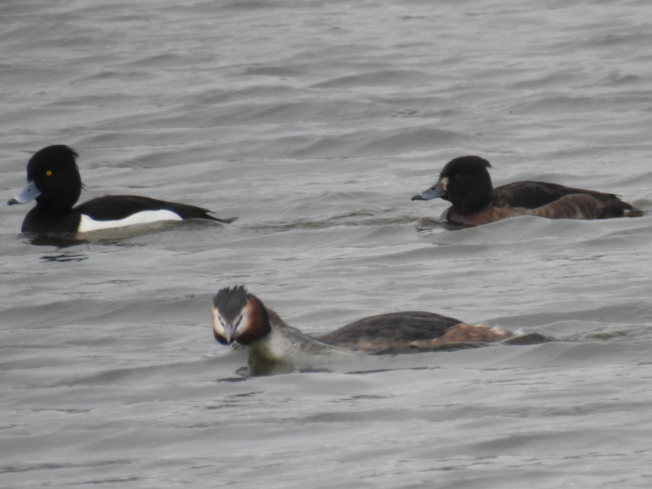 Fuut en paartje kuifeenden - Vogels - Fuut en kuifeend
