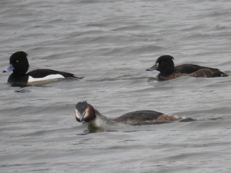 Fuut en paartje kuifeenden